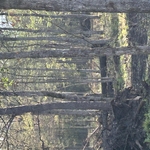 Clearing