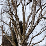 Burds Trees