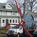Tree Trimming and Removal
