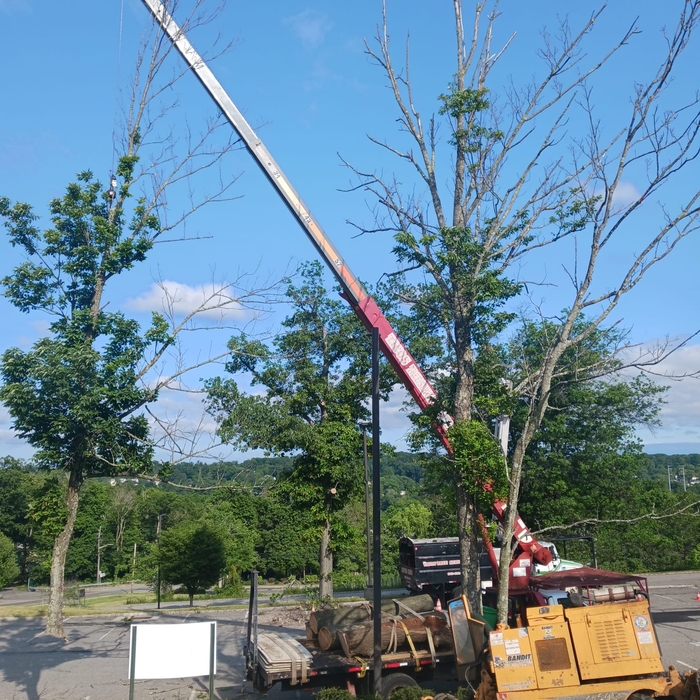 Tree Trimming and Removal