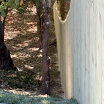 6' Wood Privacy