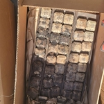 BBQ Grill