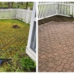 Moss Removal