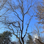 Codominant Hackberry