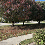 Dogwood Trees