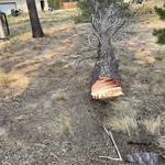 High risk for damage to neighboring property