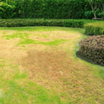 Lawn Before