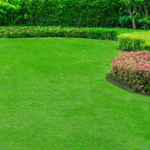 Lawn After