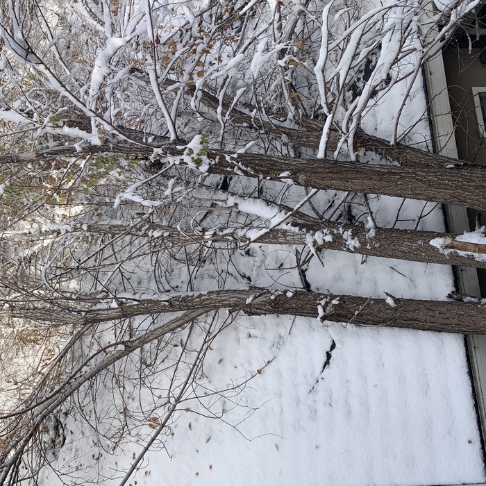 storm damage