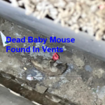 Dead Baby Mouse