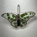 Creeping Fig Butterfly