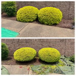 Golden Arborvitae