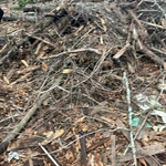 after only wood left