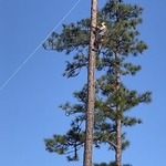 Tree & Stump Removal