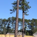 Tree & Stump Removal