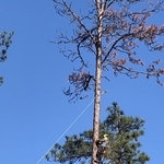 Tree & Stump Removal
