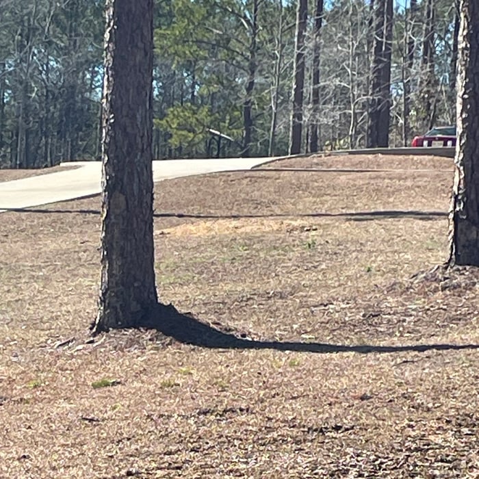 Tree & Stump Removal
