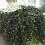 Oil tank before
