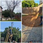 Tree & stump removal