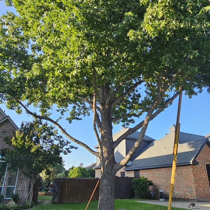 Tree trimming
