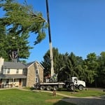 Tree Removal