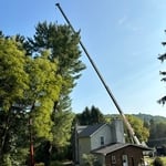 Tree Removal
