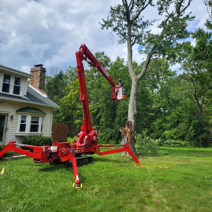 Tree Removal