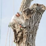 rigging trunk wood
