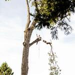 reducing large limb