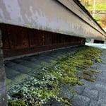 Aggressive Moss growth