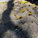 Trees and Moss