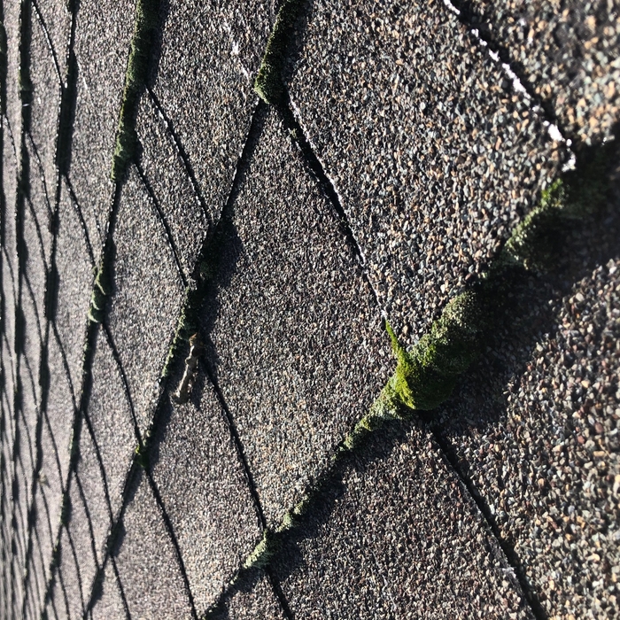 Pesky Moss!