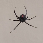 Black Widow Spider