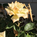 Mantis on flower