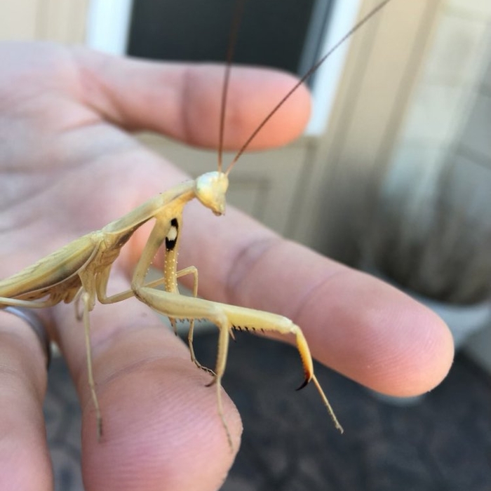 Mantis being relocated