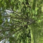 Lawn care