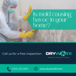 Is mold causing havoc in your home?