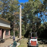 Tree removal