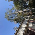 Removed those 2 by the house