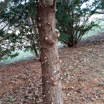 Pine tree trimming