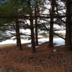 Pine Tree Trimming
