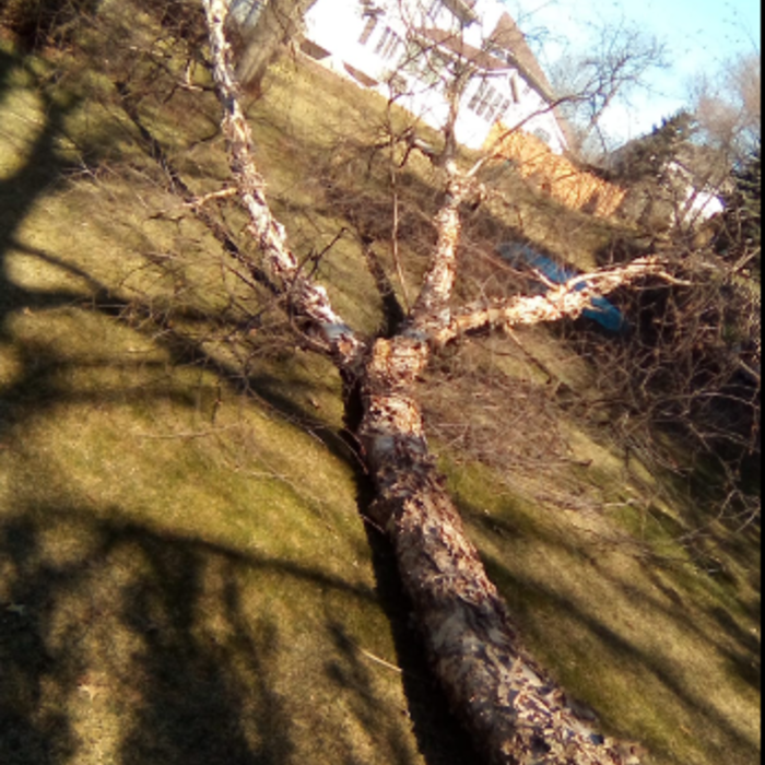 Birch Tree