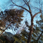 Birch Tree