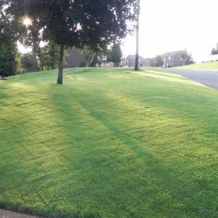 Mow