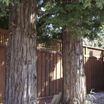 Stained Fence