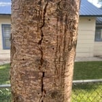 Rot and splitting