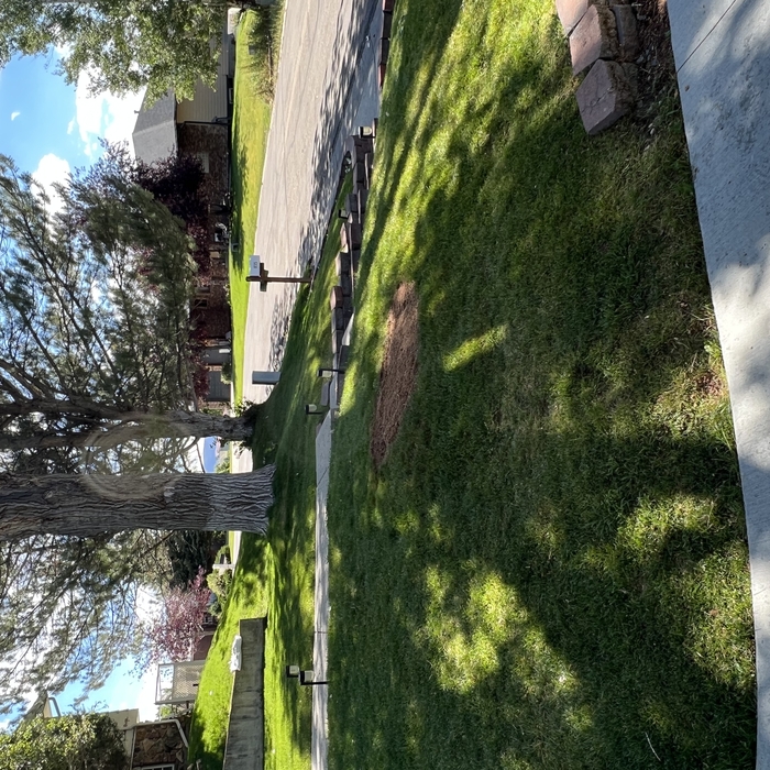 Stump grinding results