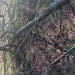 Tree removal