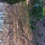 Tree removal