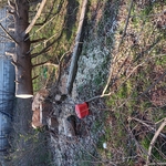 Tree removal